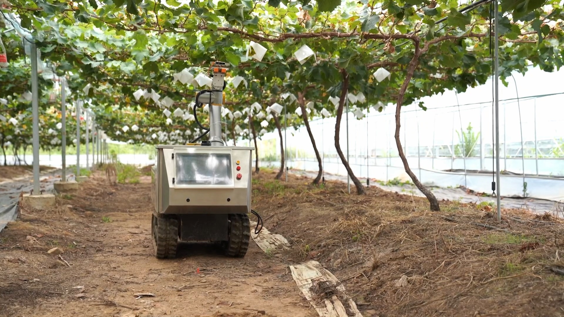 浦江葡萄采摘机器人